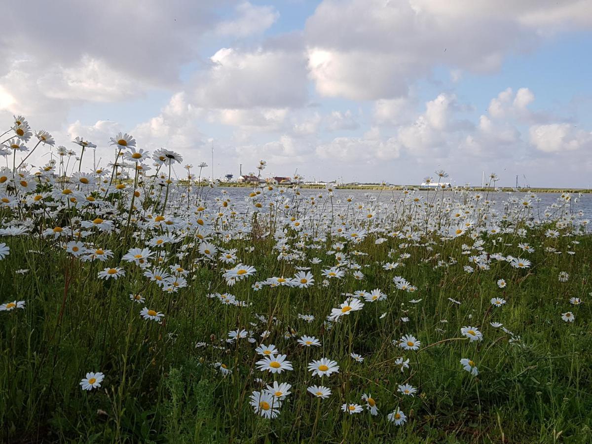 Wierhooft 21 Den Oever Exteriör bild